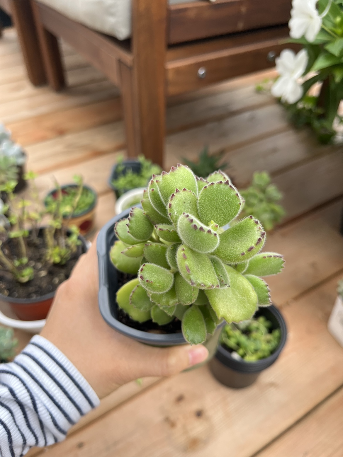 4” Bear Paw Succulent - photo 2