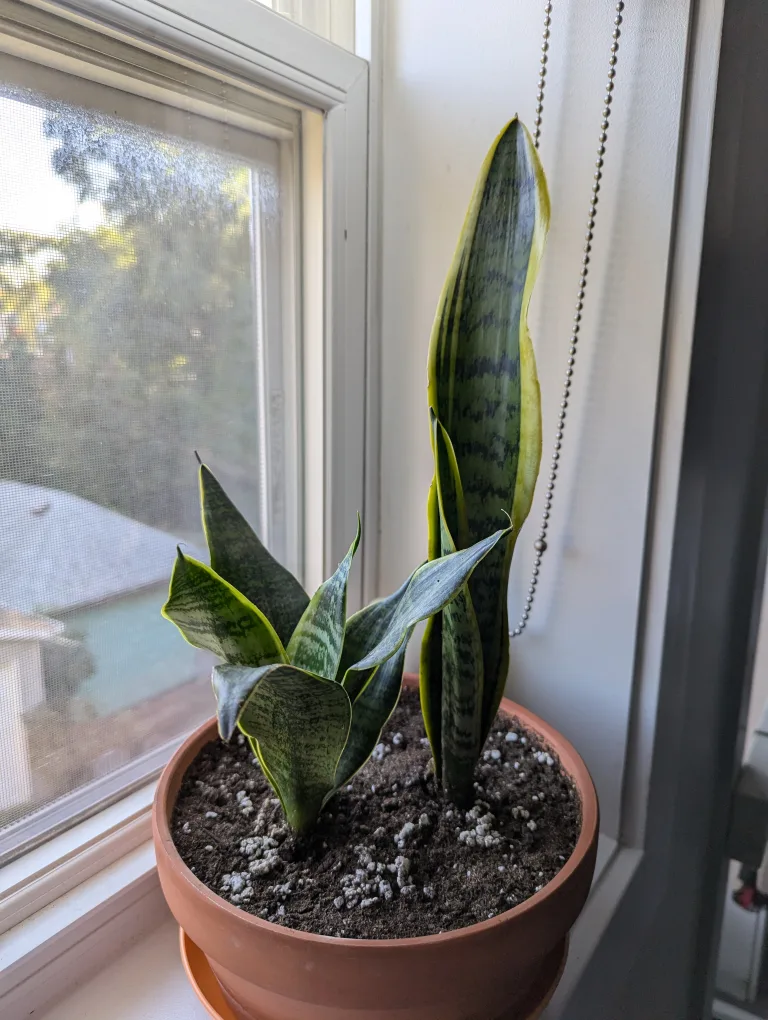 snake plant thumbnail