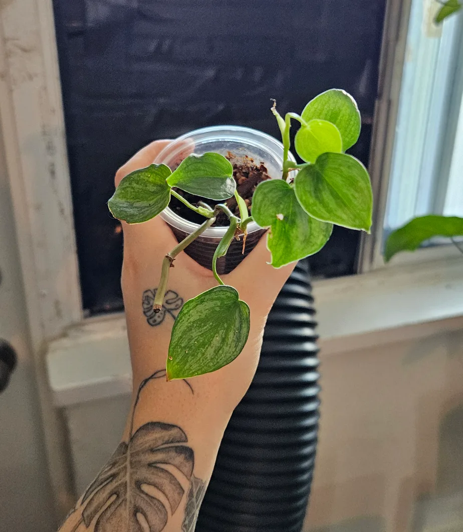 Philodendrons thumbnail
