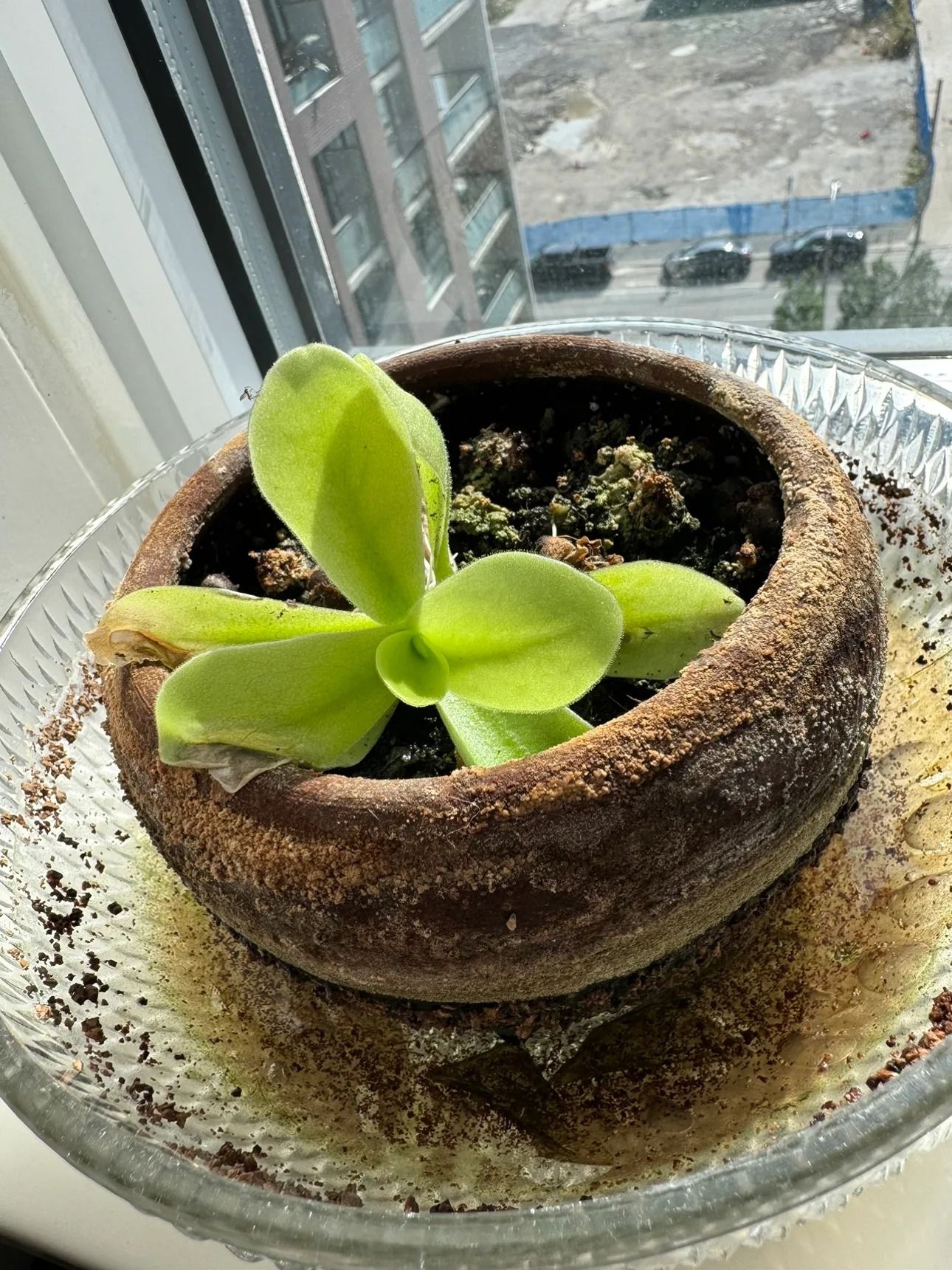Pinguicula Gigantea Butterwort thumbnail