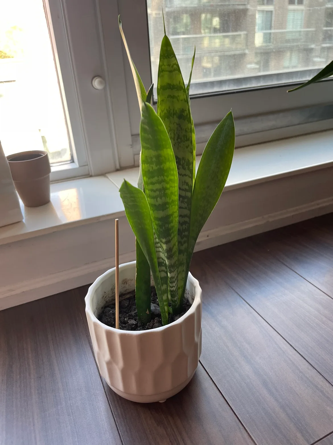 Snake Plant in White Pot thumbnail