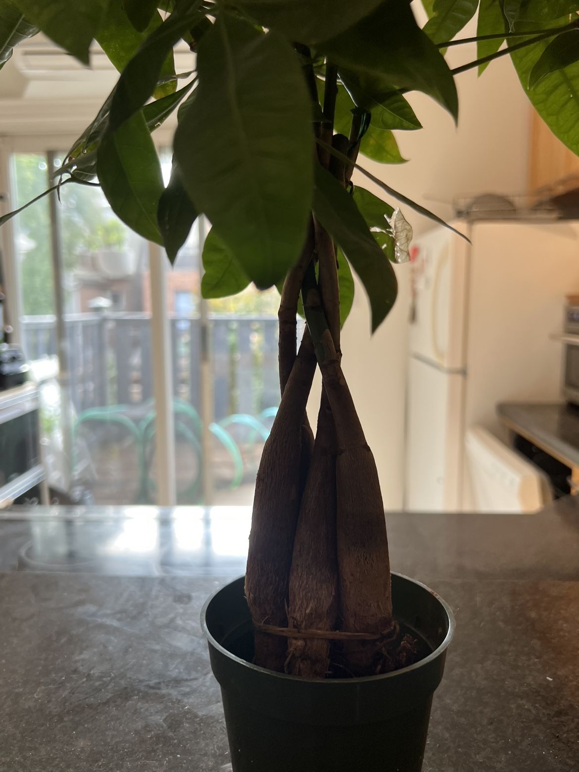 Braided Money Tree Plant - photo 2