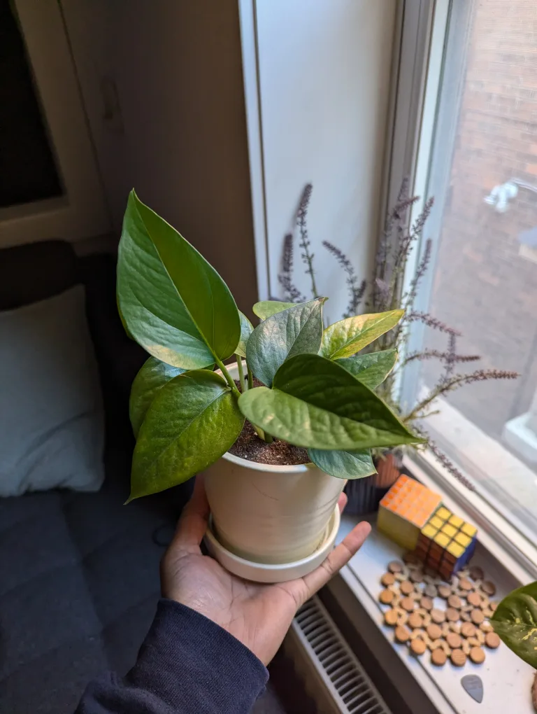 small pothos thumbnail