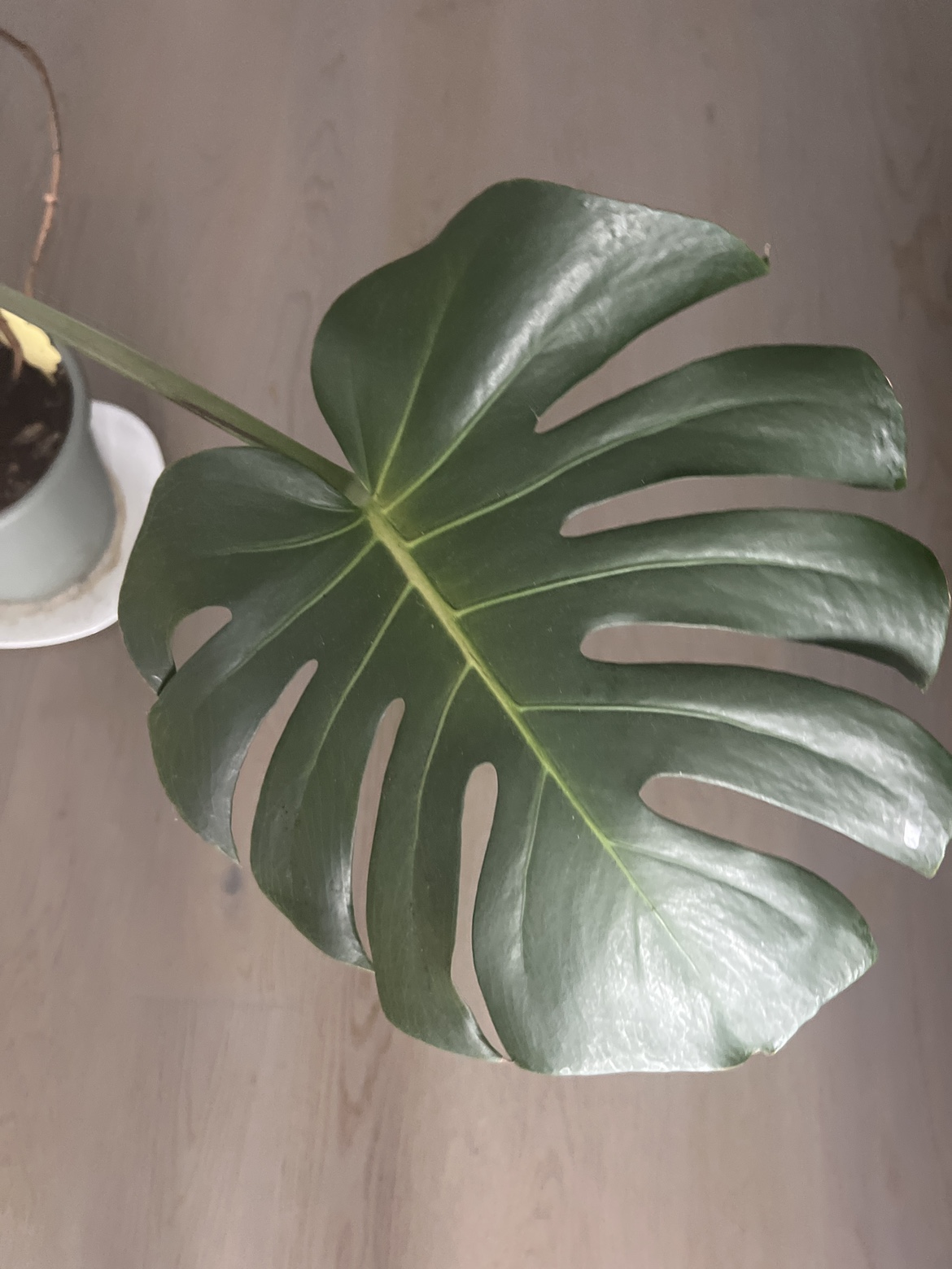 Monstera Deliciosa Plant - photo 2