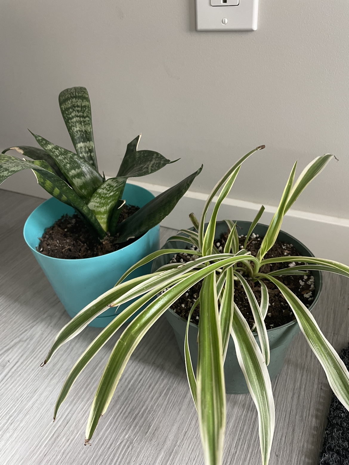 Two House Plants