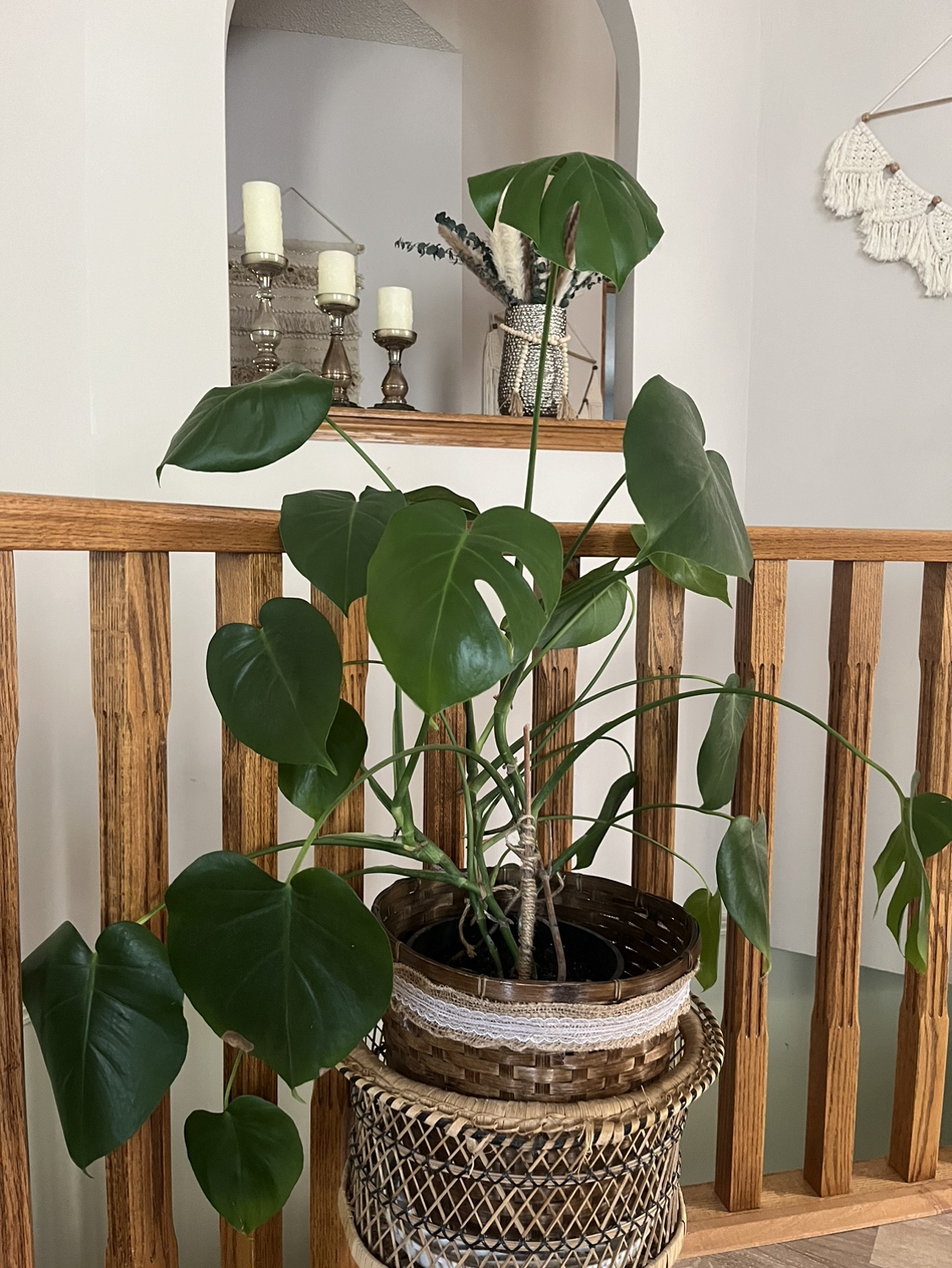 Monstera Deliciosa Plant.