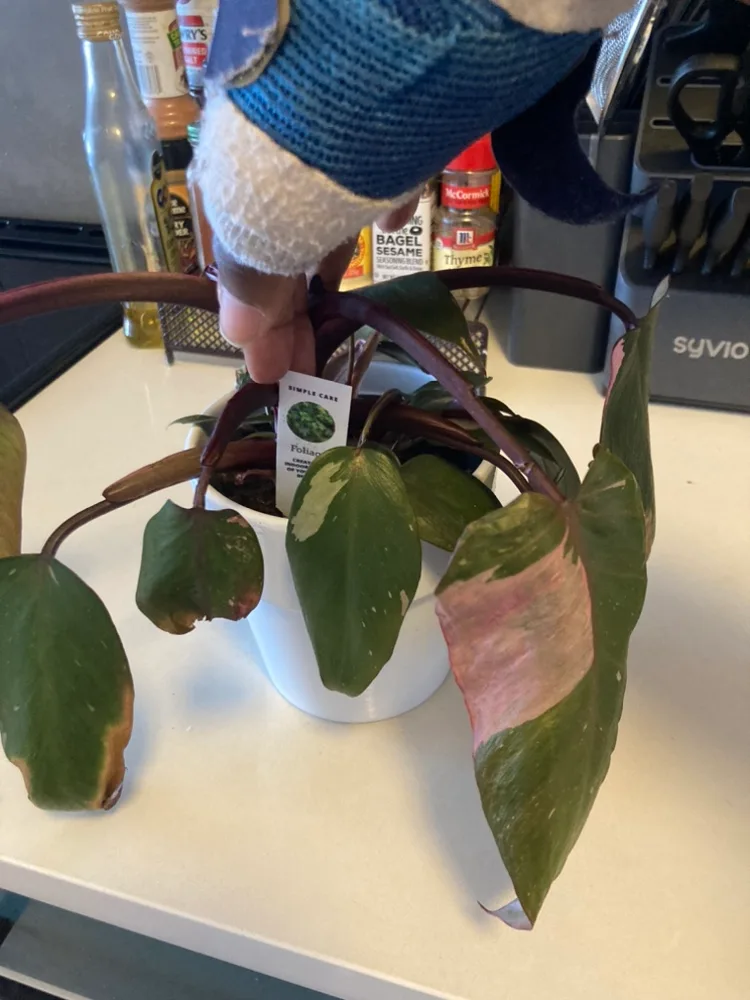 Foliage Pink plant thumbnail