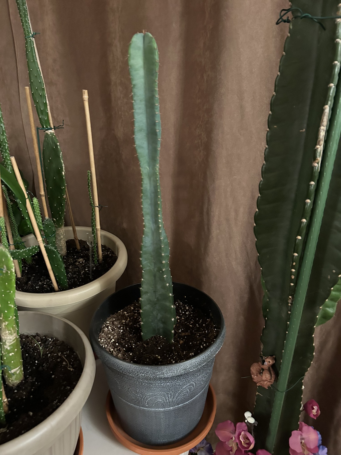 Cactus - photo 2
