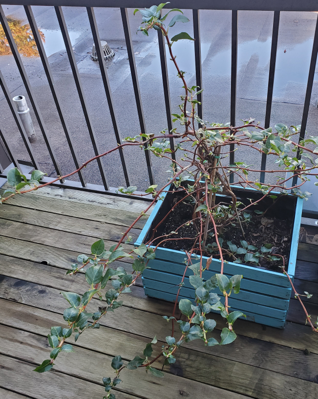 Large Plant with Blue Crate - photo 2