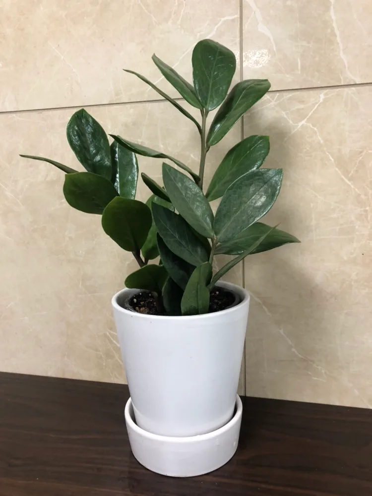 5” ZZ Plant with planter thumbnail