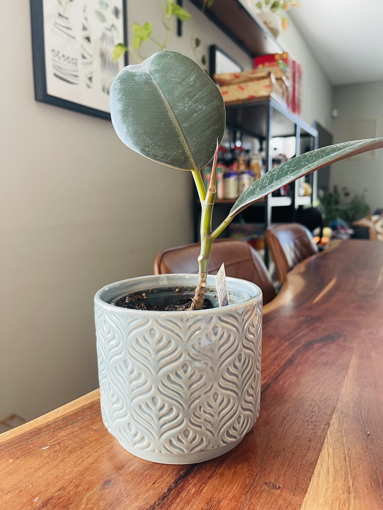 4.25” planter with 4” rubber plant