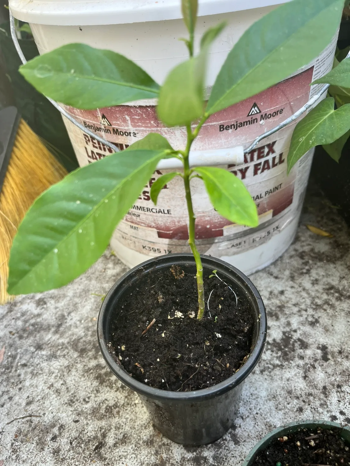 Lemon Tree Sapling image indicator(4)