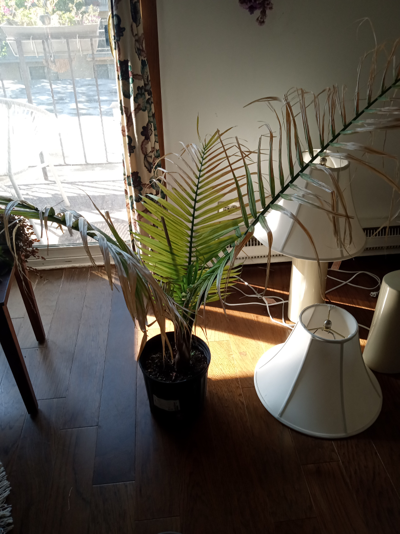 Palm Tree - photo 2