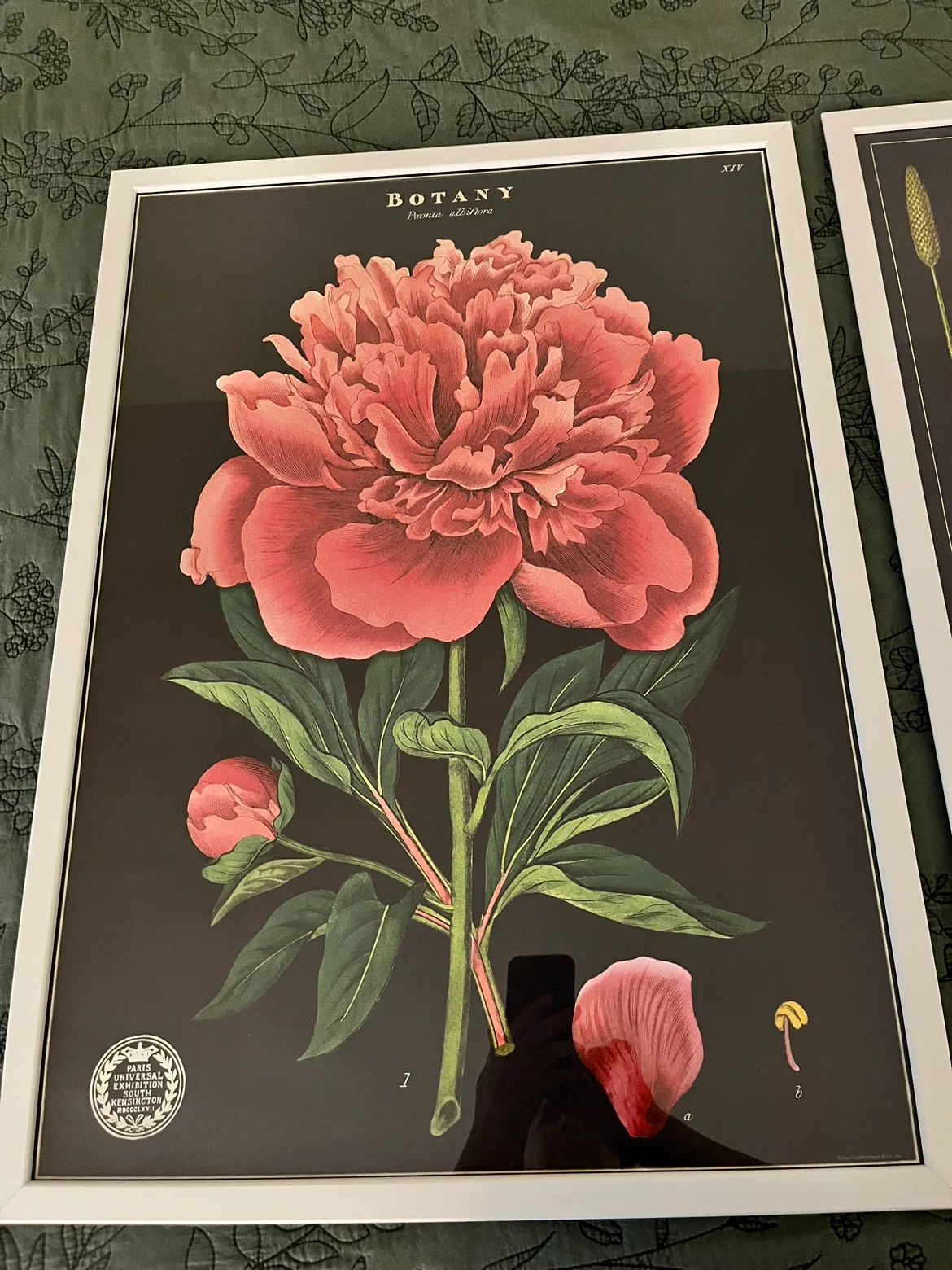 Botanical Prints - Set of 2 image indicator(2)