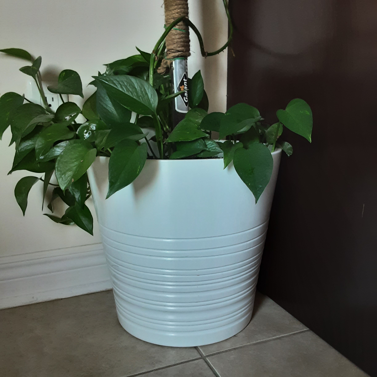 Golden Pothos Plant - photo 3