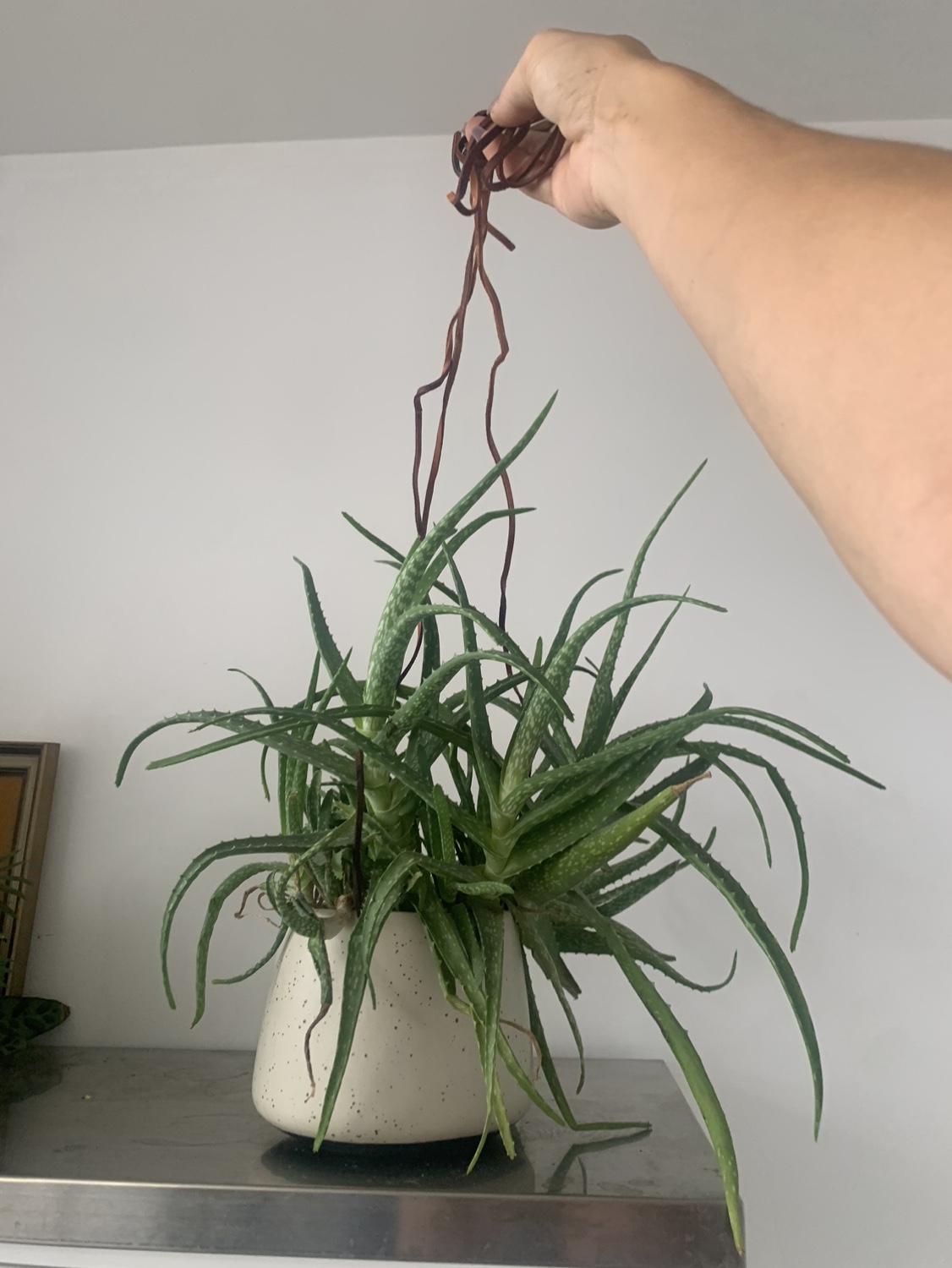 Aloe Vera Plant - photo 3