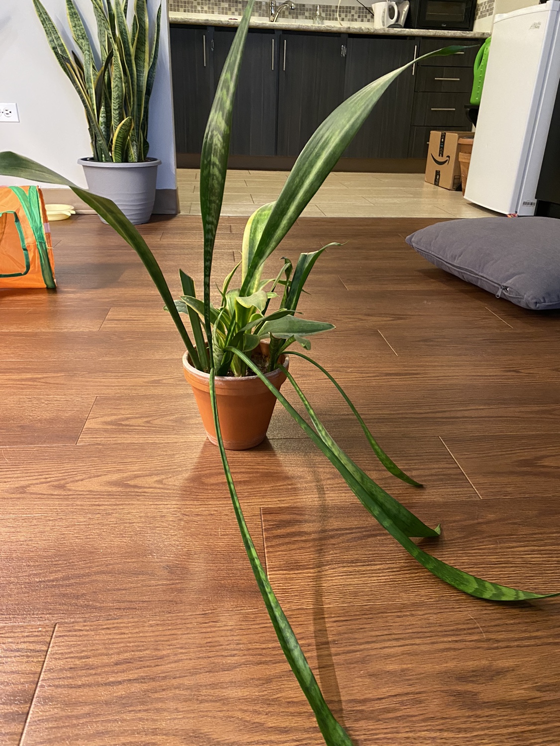 Snake Plant