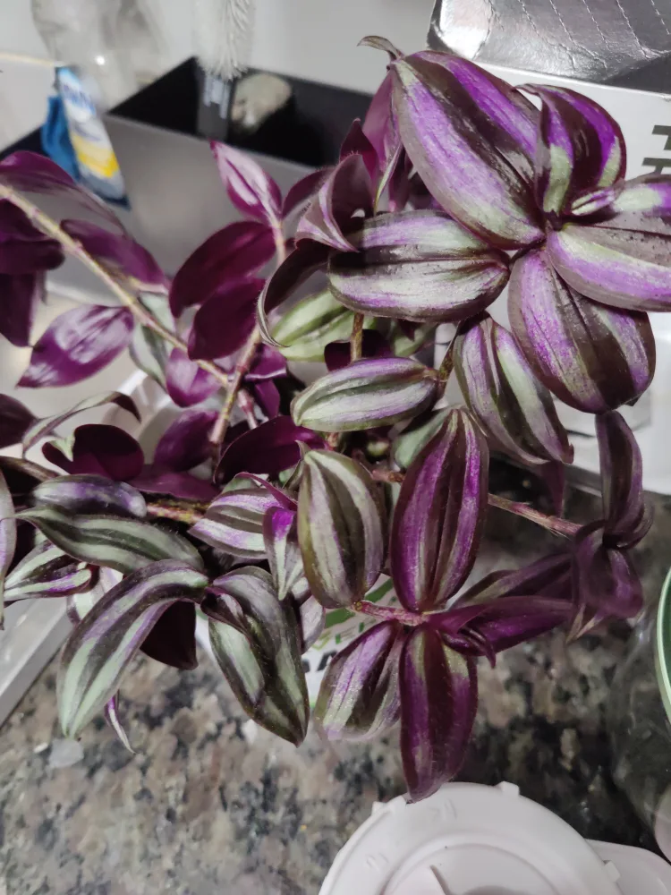 Tradescantia Cuttings thumbnail