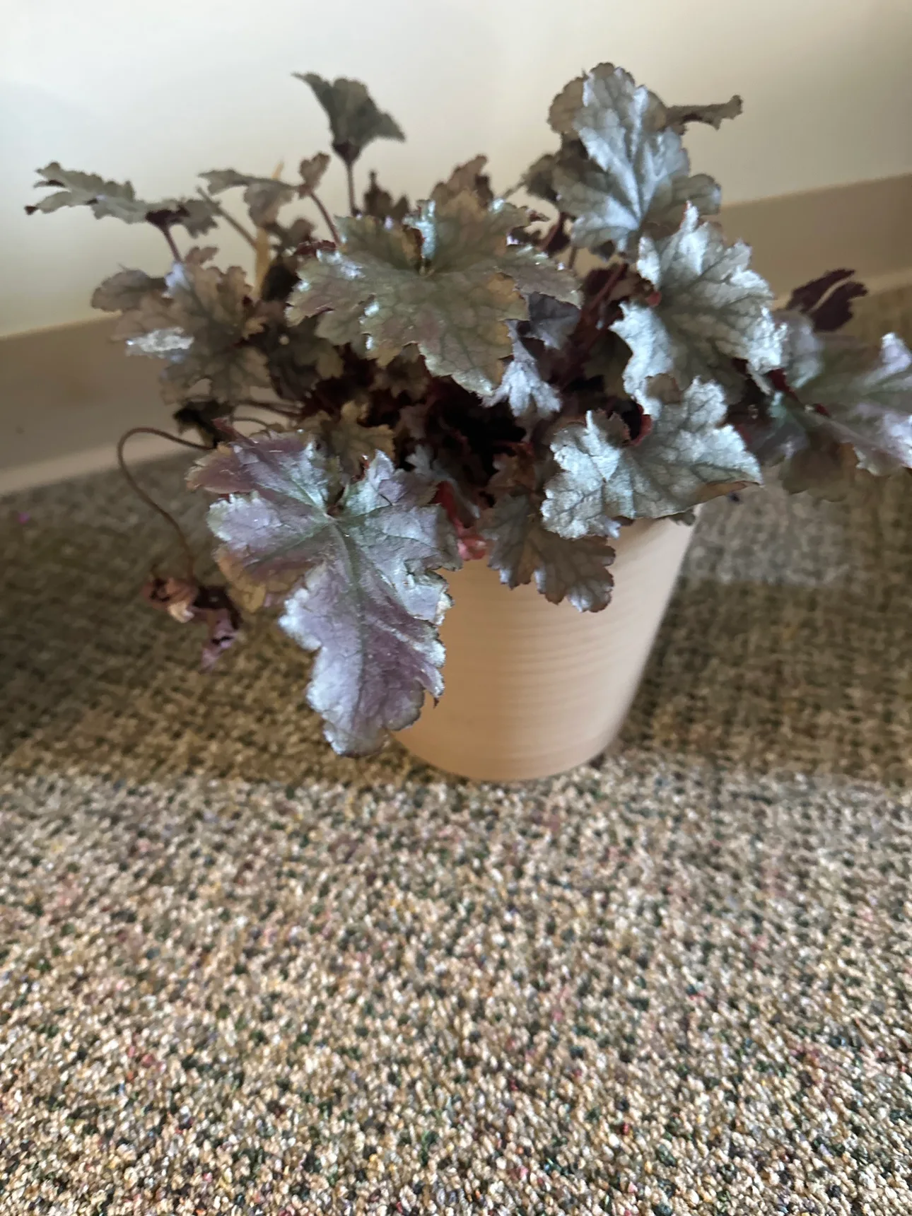 Heuchera Plant thumbnail