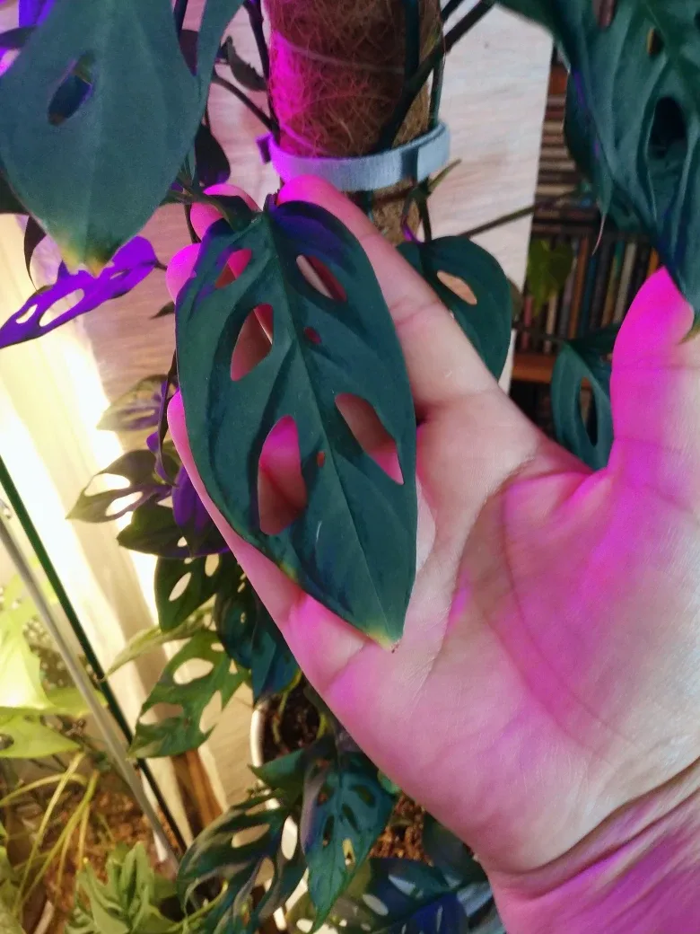 Monstera Adansonii (Swiss Cheese vine) image indicator(4)