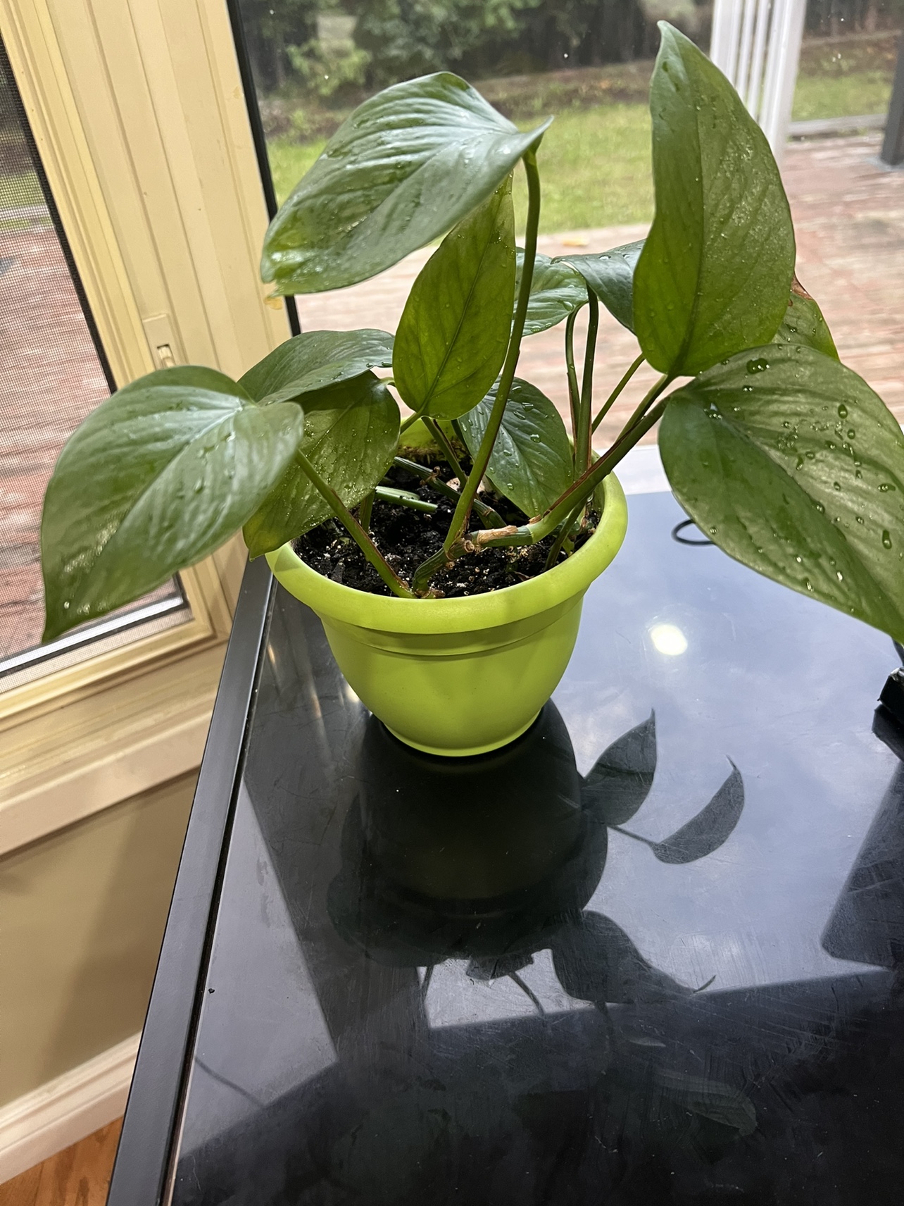 2x Pothos Plants in self watering pots - photo 3