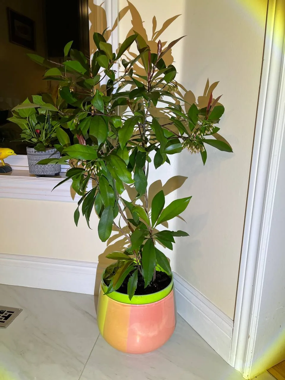 Indoor Plant thumbnail