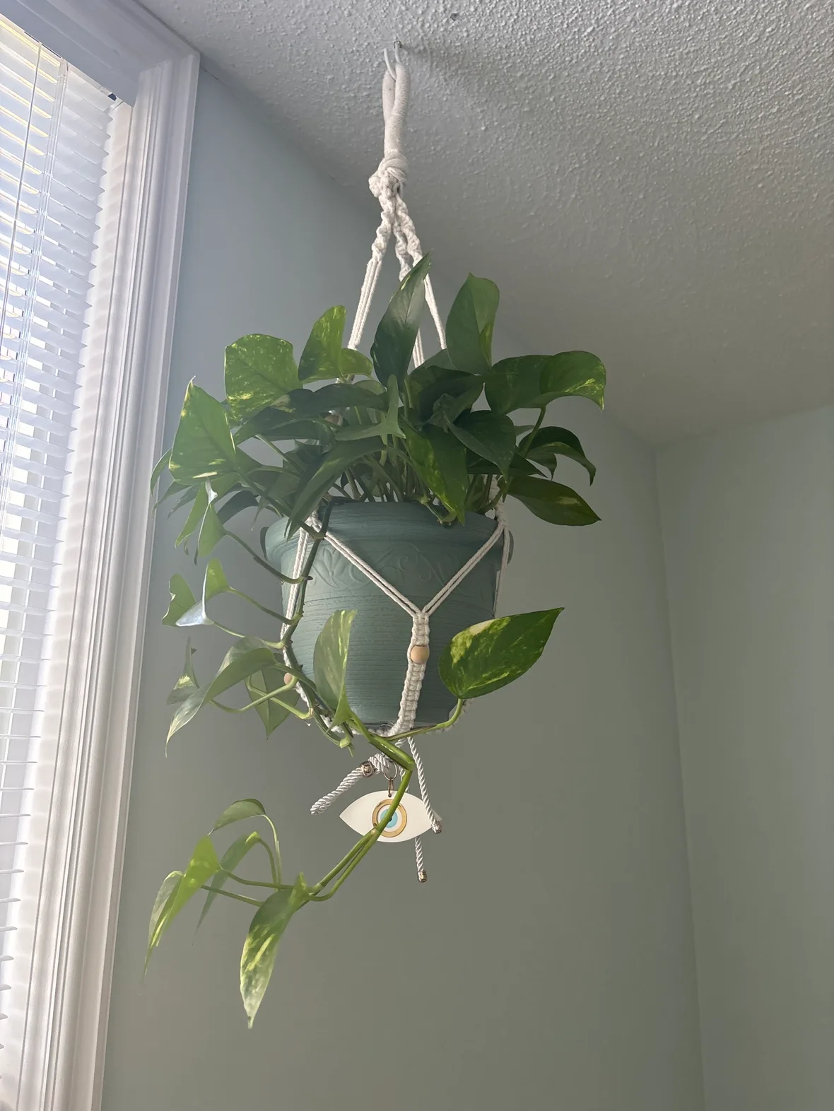 Hanging Plant in Macrame Hanger thumbnail