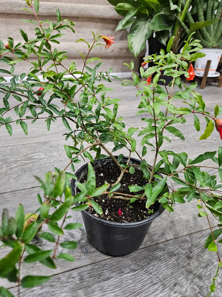 Pomegranate plant thumbnail
