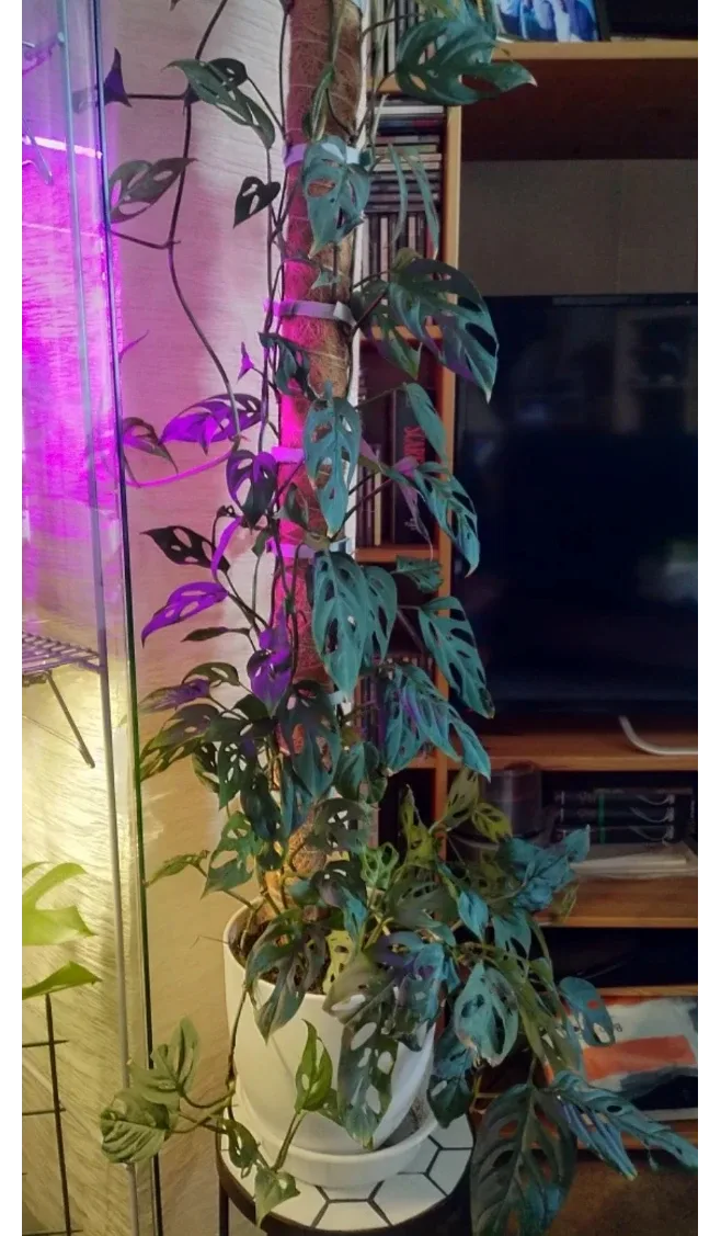 Monstera Adansonii (Swiss Cheese vine) image indicator(2)