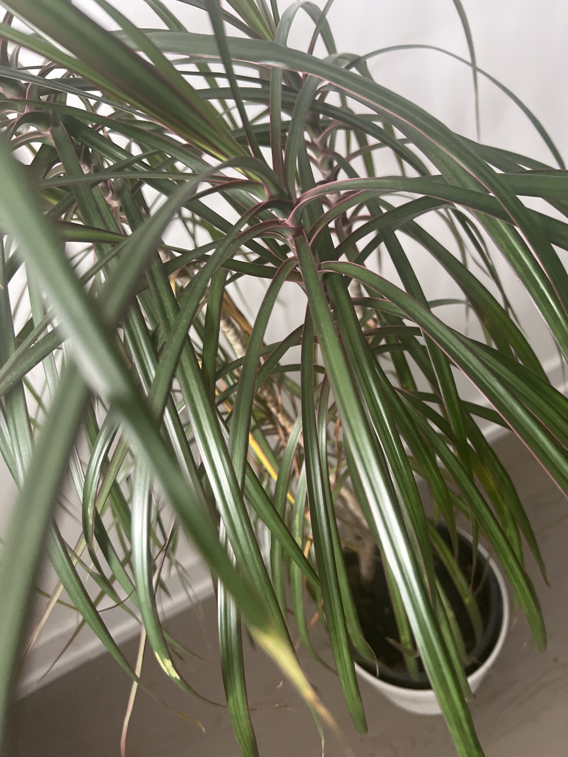 Dracaena Marginata Plant - photo 2