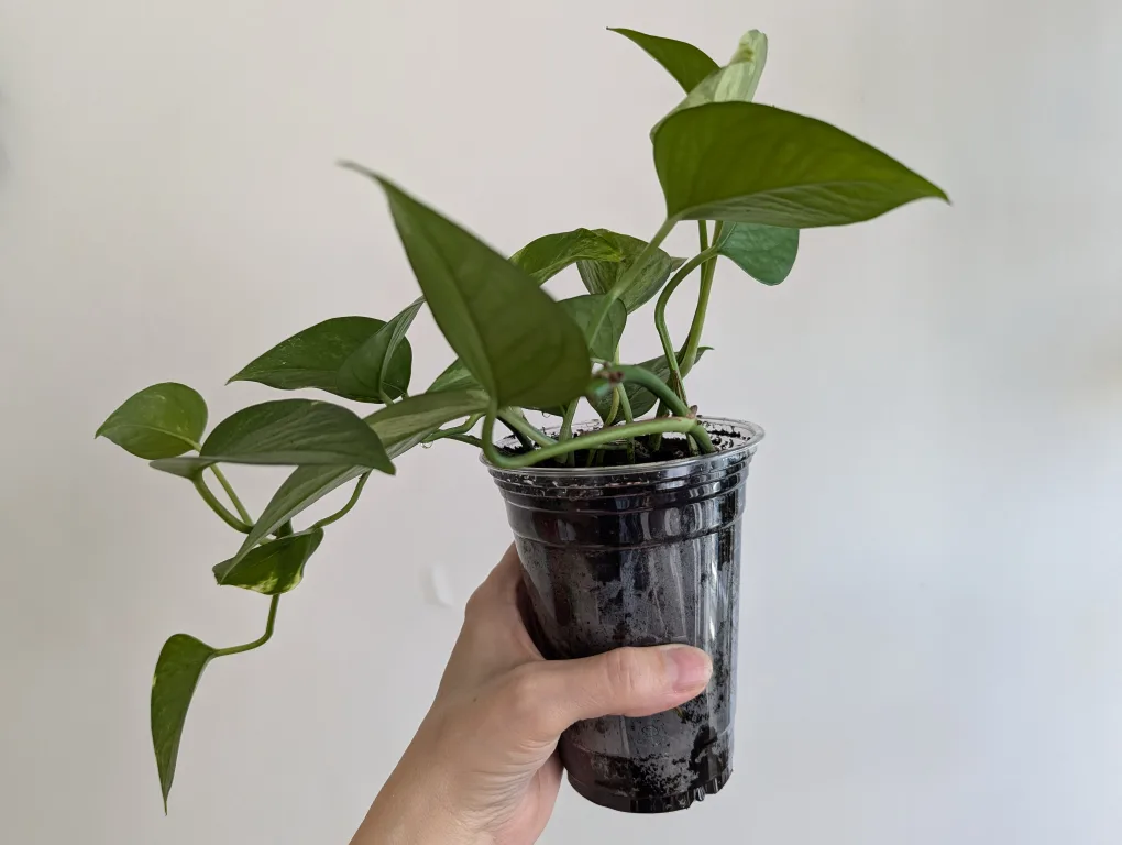 Golden Pothos Plant thumbnail