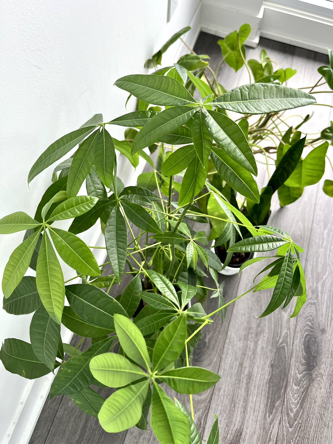 3 Potted House Plants - Money Tree, Philodendron & Snake Plant - photo 2