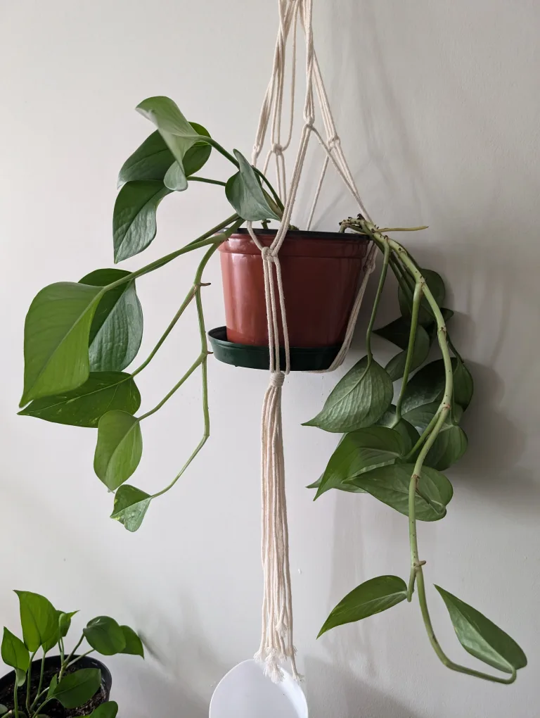 Set of 2 full bloom pothos with pots and hangers