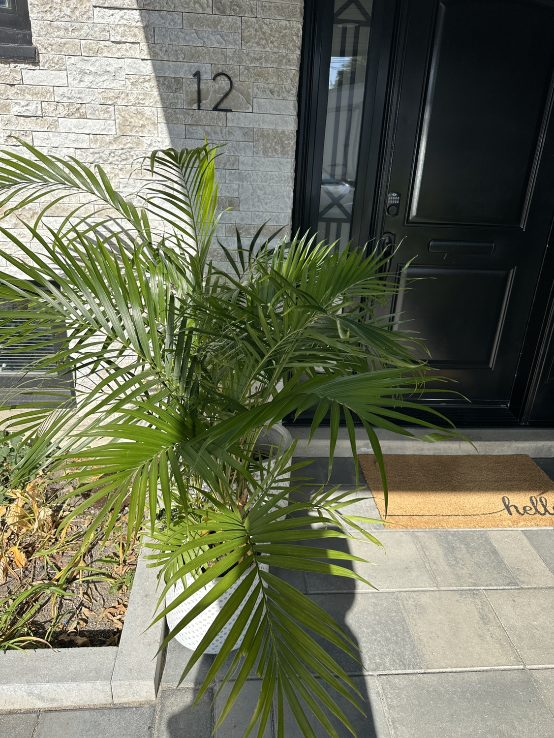 Palm trees.  $15 each