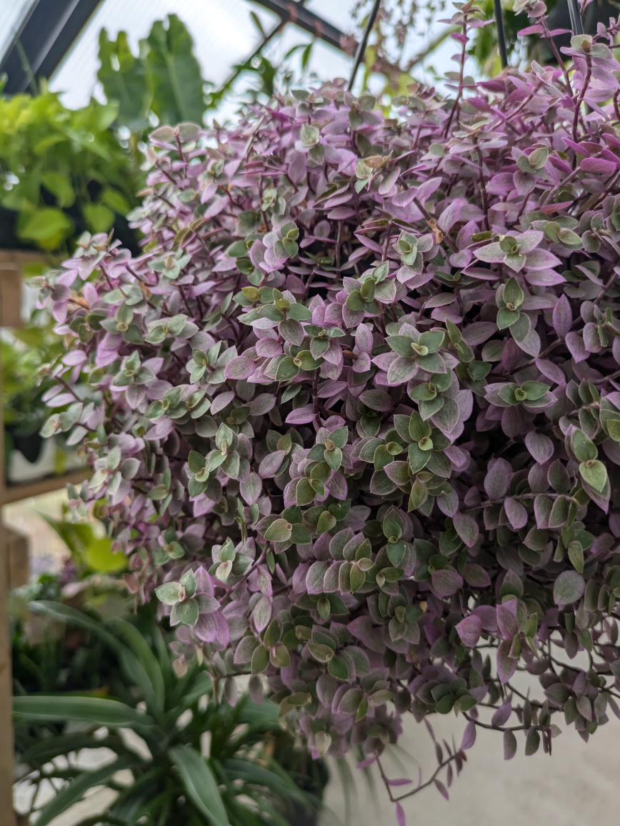 Pink Panther Tradescantia - photo 5