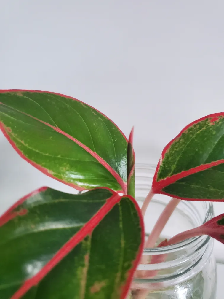 Aglaonema plant image indicator(3)
