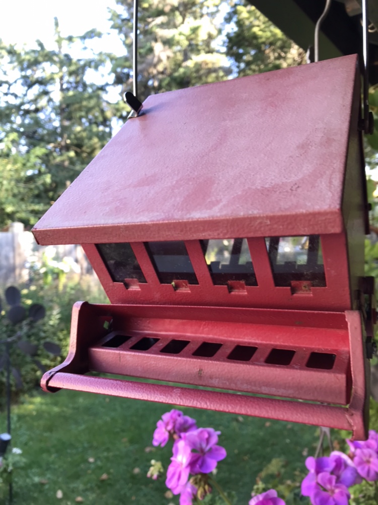 Squirrel proof mini red bird feeder