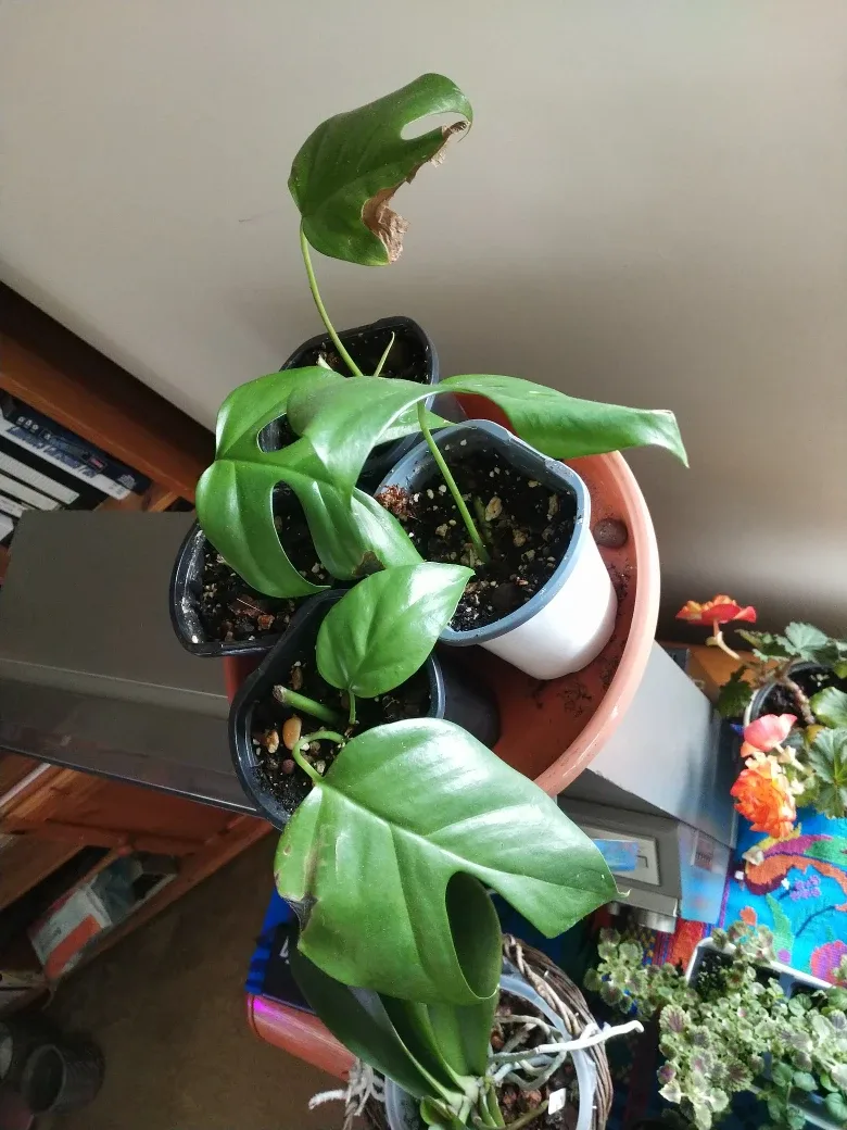 Mini Monstera Cuttings thumbnail