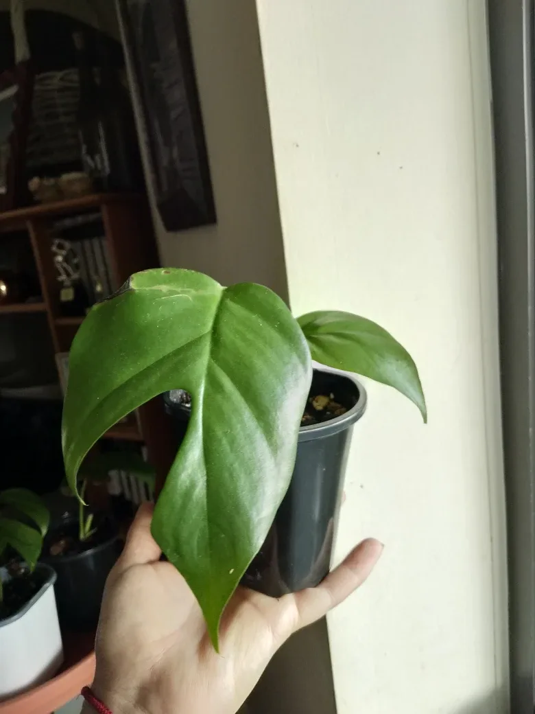 Mini Monstera Cuttings image indicator(2)