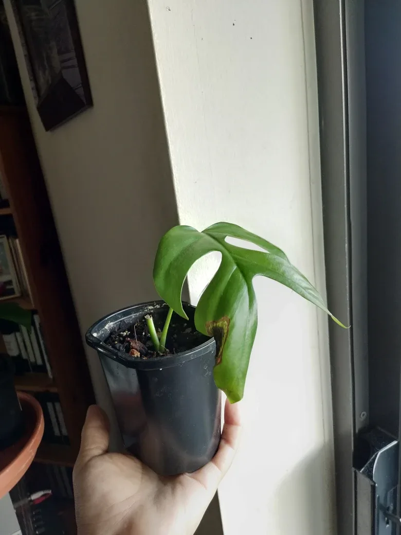 Mini Monstera Cuttings image indicator(3)