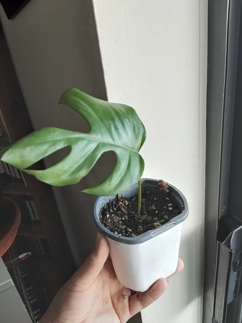 Mini Monstera Cuttings image indicator(4)