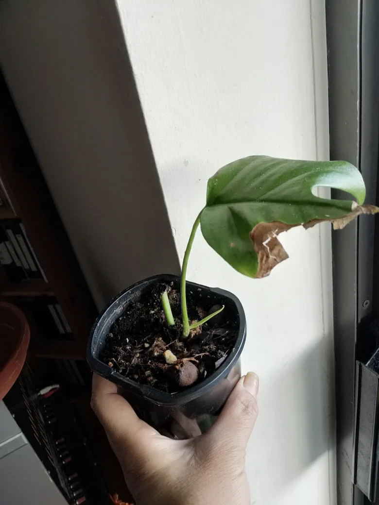 Mini Monstera Cuttings image indicator(5)