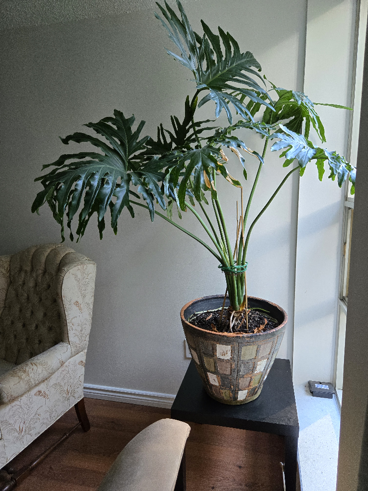 Large Monstera Deliciosa Plant