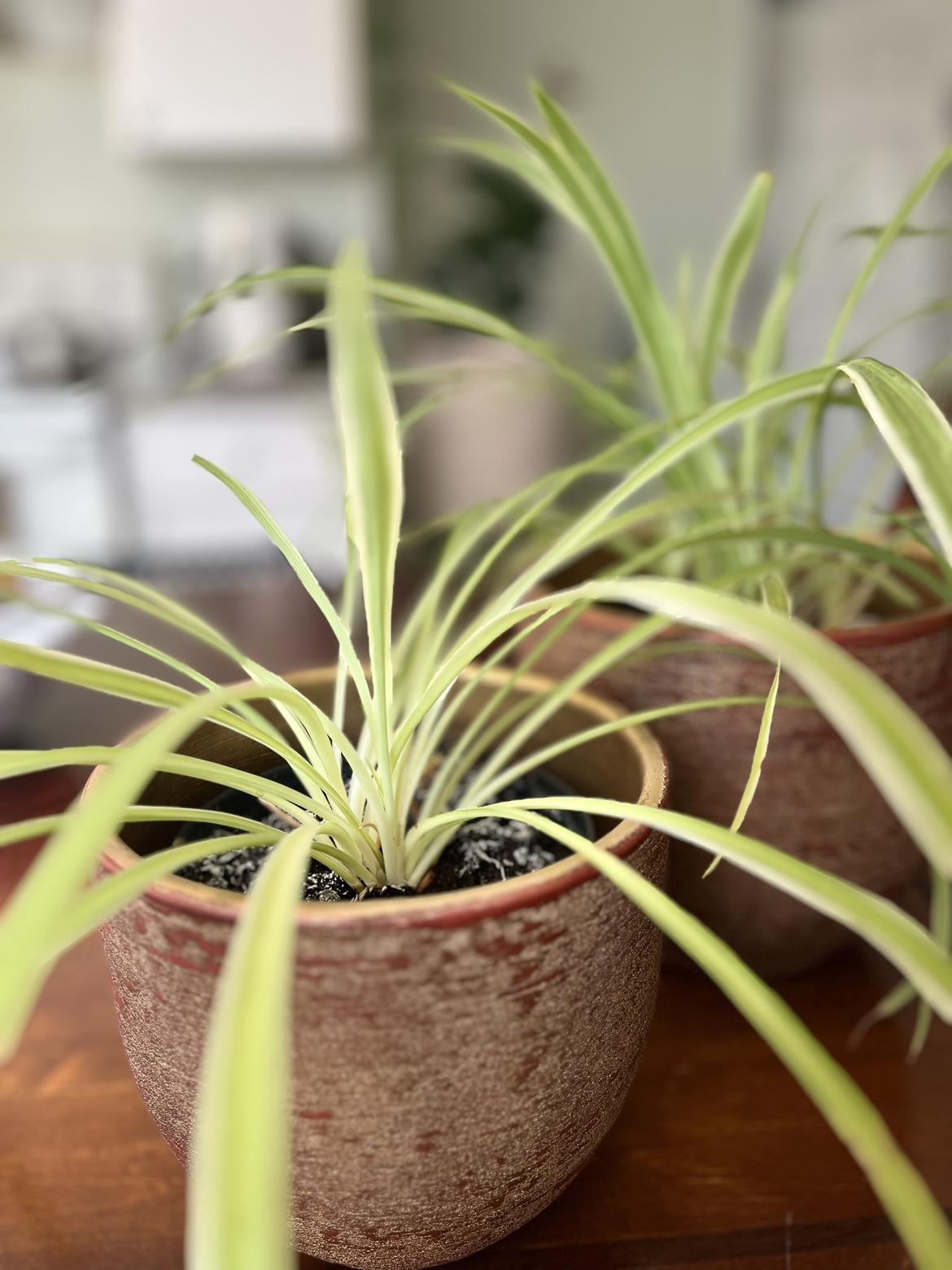 Two Spider Plants - photo 2