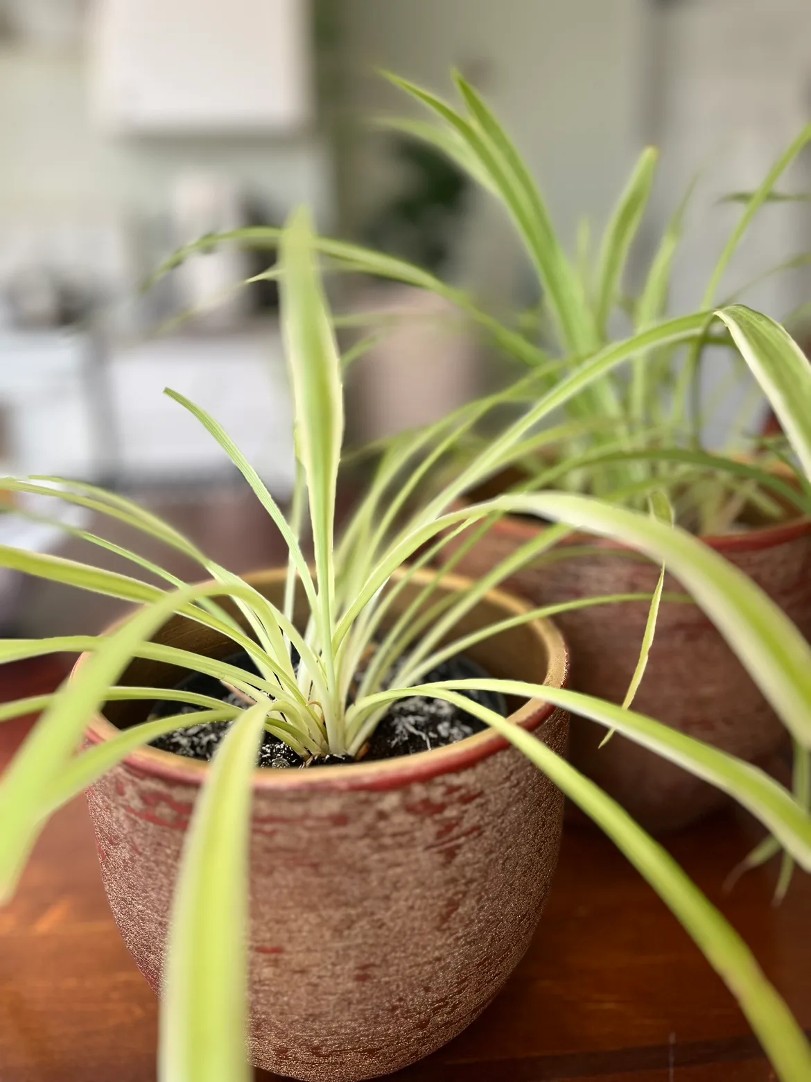 Two Spider Plants image indicator(2)