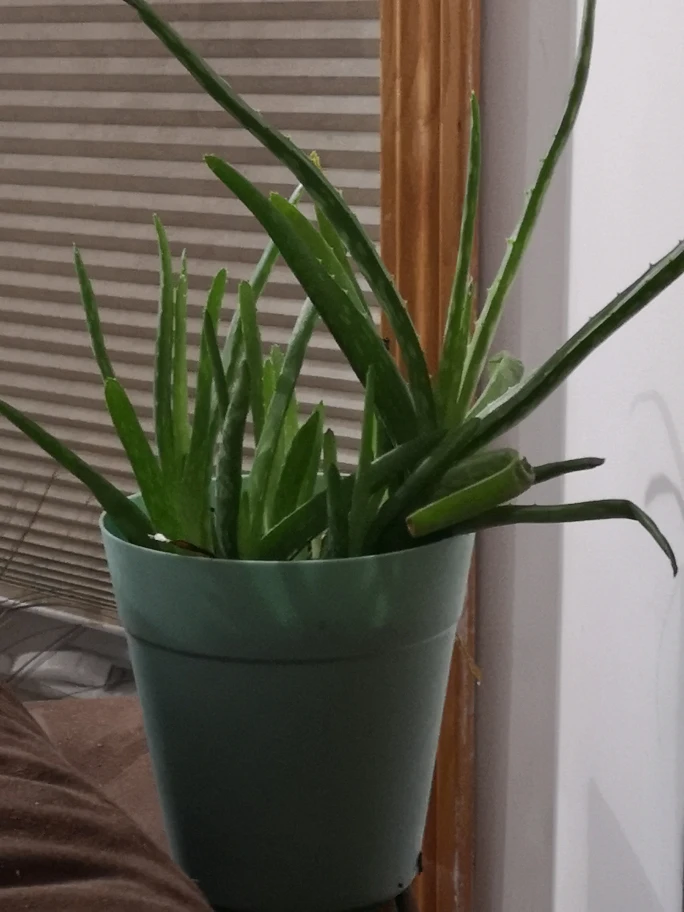 Aloe Vera Plant