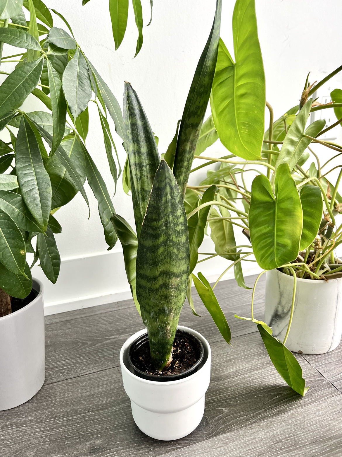 3 Potted House Plants - Money Tree, Philodendron & Snake Plant - photo 4