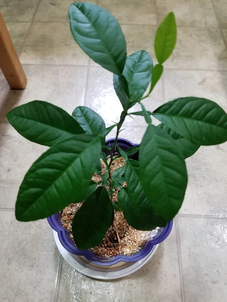 Keylime Edible Leaves