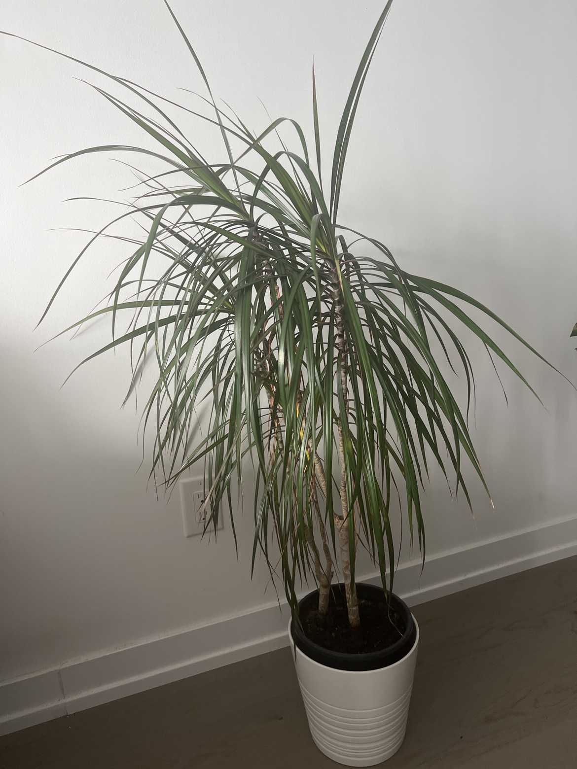Dracaena Marginata Plant