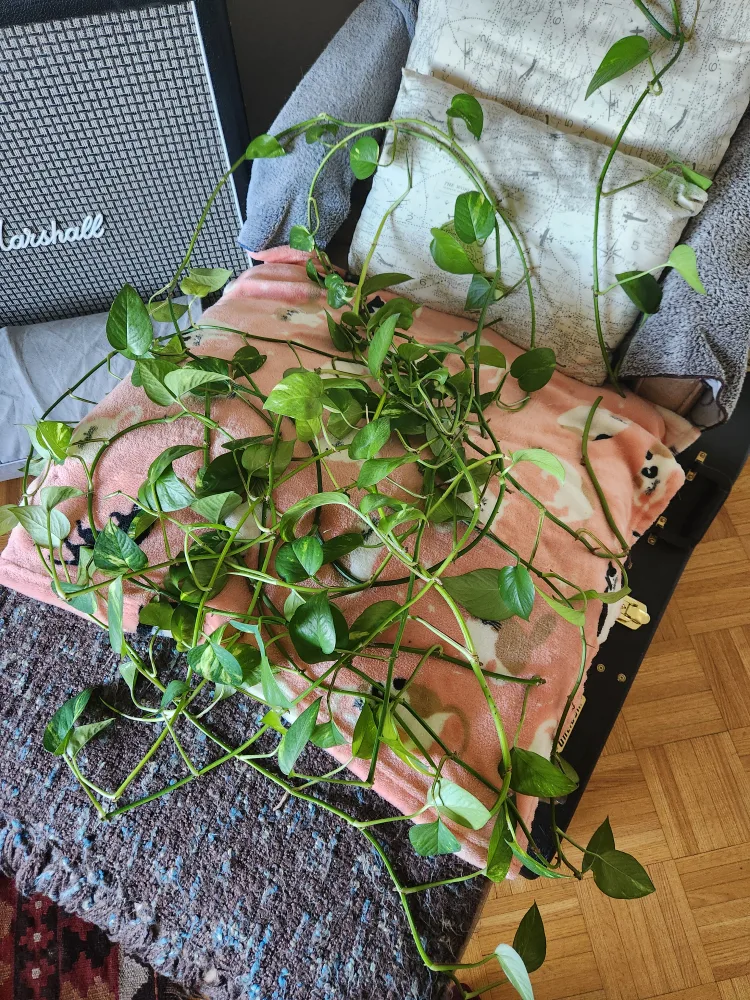 Free Potho cuttings thumbnail